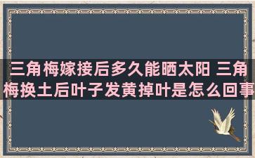 三角梅嫁接后多久能晒太阳 三角梅换土后叶子发黄掉叶是怎么回事该怎么办